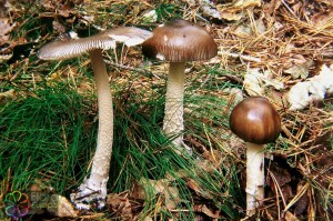 Amanita battarea